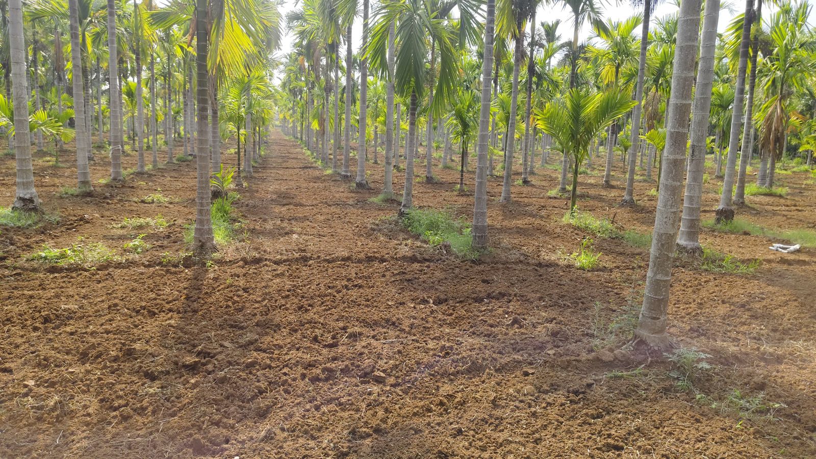 7.5 Acre Areca & Coconut Plantation – Hassan